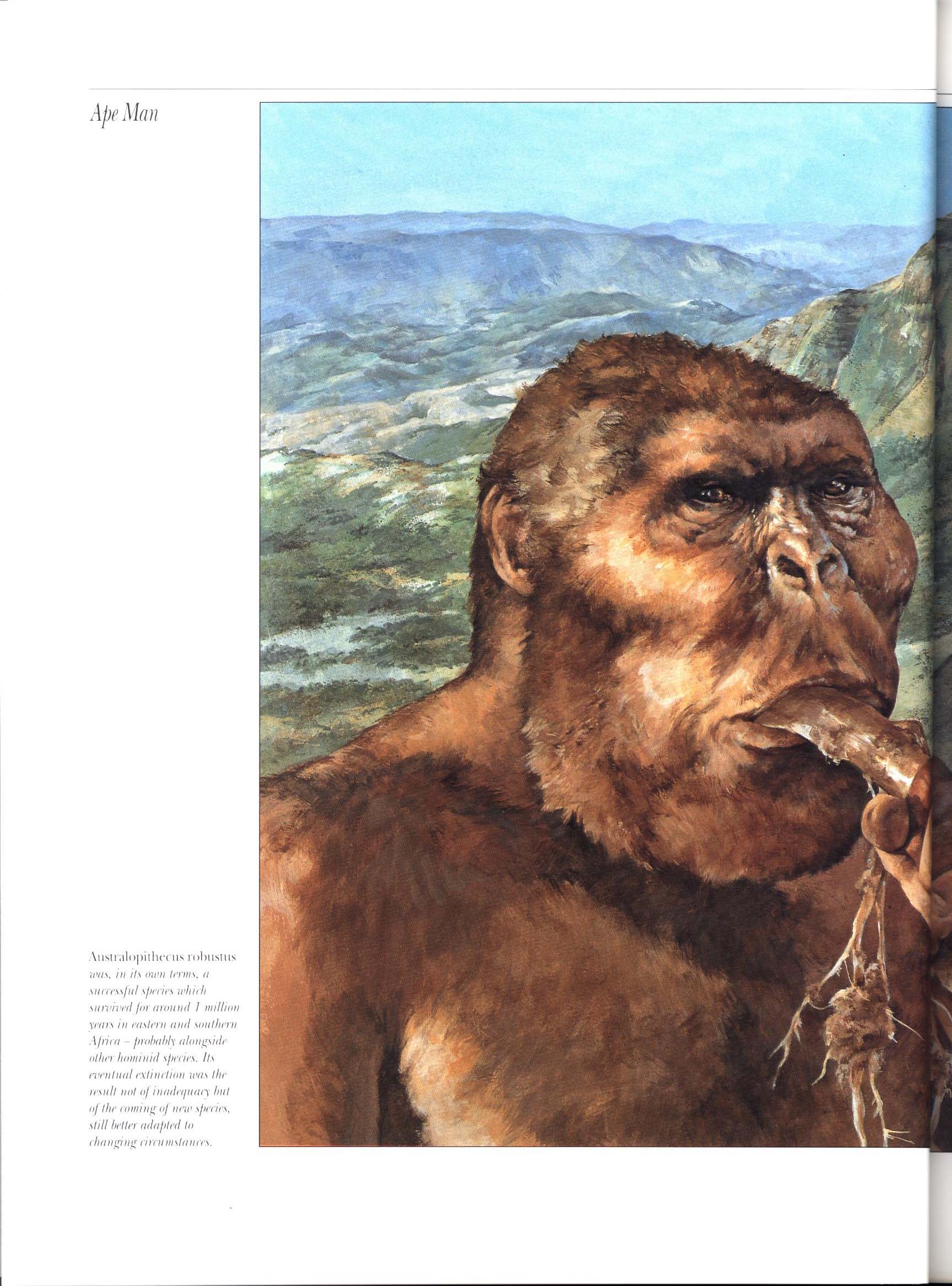 APE MAN: the story of human evolution. macm8533e